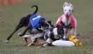 Image 17 in WHIPPET RACING. 3RD CHAMPS MORETON IN MARSH 4 OCT.2009