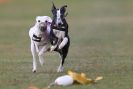 Image 19 in WHIPPET RACING. 3RD CHAMPS MORETON IN MARSH 4 OCT.2009