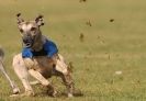 Image 2 in WHIPPET RACING. 3RD CHAMPS MORETON IN MARSH 4 OCT.2009