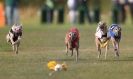 Image 21 in WHIPPET RACING. 3RD CHAMPS MORETON IN MARSH 4 OCT.2009