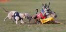 Image 22 in WHIPPET RACING. 3RD CHAMPS MORETON IN MARSH 4 OCT.2009