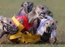Image 23 in WHIPPET RACING. 3RD CHAMPS MORETON IN MARSH 4 OCT.2009