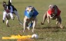 Image 27 in WHIPPET RACING. 3RD CHAMPS MORETON IN MARSH 4 OCT.2009