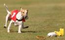 Image 3 in WHIPPET RACING. 3RD CHAMPS MORETON IN MARSH 4 OCT.2009