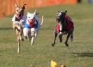 Image 30 in WHIPPET RACING. 3RD CHAMPS MORETON IN MARSH 4 OCT.2009