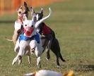 Image 31 in WHIPPET RACING. 3RD CHAMPS MORETON IN MARSH 4 OCT.2009