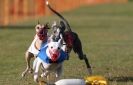 Image 32 in WHIPPET RACING. 3RD CHAMPS MORETON IN MARSH 4 OCT.2009