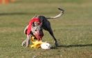 Image 33 in WHIPPET RACING. 3RD CHAMPS MORETON IN MARSH 4 OCT.2009
