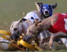 Image 35 in WHIPPET RACING. 3RD CHAMPS MORETON IN MARSH 4 OCT.2009