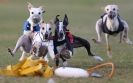 Image 37 in WHIPPET RACING. 3RD CHAMPS MORETON IN MARSH 4 OCT.2009