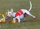 Image 4 in WHIPPET RACING. 3RD CHAMPS MORETON IN MARSH 4 OCT.2009