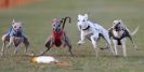 Image 40 in WHIPPET RACING. 3RD CHAMPS MORETON IN MARSH 4 OCT.2009