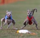 Image 42 in WHIPPET RACING. 3RD CHAMPS MORETON IN MARSH 4 OCT.2009