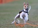 Image 43 in WHIPPET RACING. 3RD CHAMPS MORETON IN MARSH 4 OCT.2009