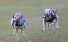 Image 46 in WHIPPET RACING. 3RD CHAMPS MORETON IN MARSH 4 OCT.2009