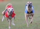 Image 47 in WHIPPET RACING. 3RD CHAMPS MORETON IN MARSH 4 OCT.2009