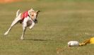 Image 49 in WHIPPET RACING. 3RD CHAMPS MORETON IN MARSH 4 OCT.2009