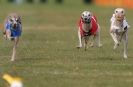 Image 5 in WHIPPET RACING. 3RD CHAMPS MORETON IN MARSH 4 OCT.2009