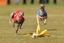 Image 51 in WHIPPET RACING. 3RD CHAMPS MORETON IN MARSH 4 OCT.2009