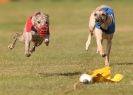 Image 52 in WHIPPET RACING. 3RD CHAMPS MORETON IN MARSH 4 OCT.2009