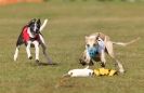 Image 54 in WHIPPET RACING. 3RD CHAMPS MORETON IN MARSH 4 OCT.2009