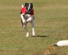 Image 55 in WHIPPET RACING. 3RD CHAMPS MORETON IN MARSH 4 OCT.2009