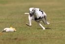 Image 57 in WHIPPET RACING. 3RD CHAMPS MORETON IN MARSH 4 OCT.2009