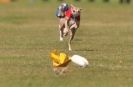 Image 59 in WHIPPET RACING. 3RD CHAMPS MORETON IN MARSH 4 OCT.2009