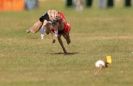 Image 60 in WHIPPET RACING. 3RD CHAMPS MORETON IN MARSH 4 OCT.2009