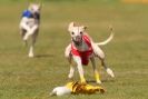 Image 62 in WHIPPET RACING. 3RD CHAMPS MORETON IN MARSH 4 OCT.2009