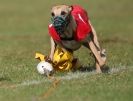 Image 63 in WHIPPET RACING. 3RD CHAMPS MORETON IN MARSH 4 OCT.2009