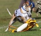 Image 66 in WHIPPET RACING. 3RD CHAMPS MORETON IN MARSH 4 OCT.2009
