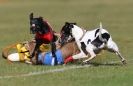 Image 67 in WHIPPET RACING. 3RD CHAMPS MORETON IN MARSH 4 OCT.2009