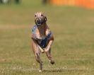 Image 68 in WHIPPET RACING. 3RD CHAMPS MORETON IN MARSH 4 OCT.2009