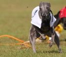 Image 69 in WHIPPET RACING. 3RD CHAMPS MORETON IN MARSH 4 OCT.2009