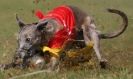 Image 7 in WHIPPET RACING. 3RD CHAMPS MORETON IN MARSH 4 OCT.2009