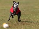 Image 8 in WHIPPET RACING. 3RD CHAMPS MORETON IN MARSH 4 OCT.2009