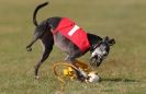 Image 9 in WHIPPET RACING. 3RD CHAMPS MORETON IN MARSH 4 OCT.2009
