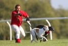 Image 1 in KIMBERLEY AND WYMONDHAM GREYHOUND CLUB. LURE COURSING. FAKENHAM SEPT. 2009