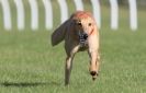 Image 10 in KIMBERLEY AND WYMONDHAM GREYHOUND CLUB. LURE COURSING. FAKENHAM SEPT. 2009