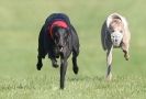 Image 11 in KIMBERLEY AND WYMONDHAM GREYHOUND CLUB. LURE COURSING. FAKENHAM SEPT. 2009