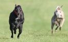 Image 12 in KIMBERLEY AND WYMONDHAM GREYHOUND CLUB. LURE COURSING. FAKENHAM SEPT. 2009