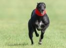 Image 13 in KIMBERLEY AND WYMONDHAM GREYHOUND CLUB. LURE COURSING. FAKENHAM SEPT. 2009