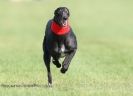 Image 14 in KIMBERLEY AND WYMONDHAM GREYHOUND CLUB. LURE COURSING. FAKENHAM SEPT. 2009