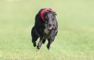 Image 15 in KIMBERLEY AND WYMONDHAM GREYHOUND CLUB. LURE COURSING. FAKENHAM SEPT. 2009