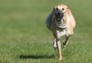 Image 16 in KIMBERLEY AND WYMONDHAM GREYHOUND CLUB. LURE COURSING. FAKENHAM SEPT. 2009