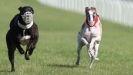 Image 17 in KIMBERLEY AND WYMONDHAM GREYHOUND CLUB. LURE COURSING. FAKENHAM SEPT. 2009