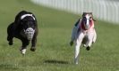 Image 18 in KIMBERLEY AND WYMONDHAM GREYHOUND CLUB. LURE COURSING. FAKENHAM SEPT. 2009