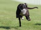 Image 19 in KIMBERLEY AND WYMONDHAM GREYHOUND CLUB. LURE COURSING. FAKENHAM SEPT. 2009