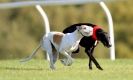 Image 2 in KIMBERLEY AND WYMONDHAM GREYHOUND CLUB. LURE COURSING. FAKENHAM SEPT. 2009